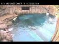 Deer vs. Polar Bear at the Pittsburgh Zoo