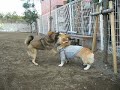 柴犬動画