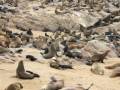 Cape Cross Seal Colony