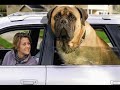 Cute Animals and James Brown Cute Animals and James Brown