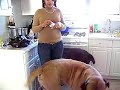 Tank( english mastiff) and Smokey(Neopolitan Mastiff)