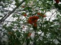 Cherry Tomato Plant