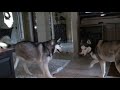 maya and tasha playing.mpg