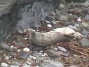 Grey seal pup - 17th September 08