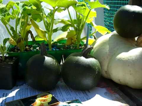 how to harvest gem squash