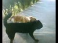 La Wera y El Negro Fajando