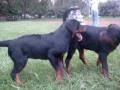 juego entre cachorros rottweilers