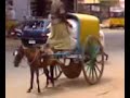 Animal Abuse in India Animal Abuse in India