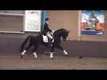 Zenon at Stallion Show Brinkman