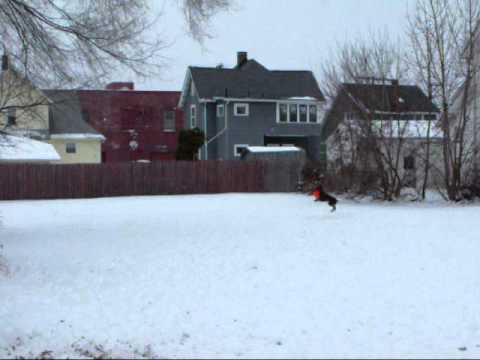 Alien Battle With Doberman Pincher, 2011