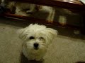 Talking Dog Says 
