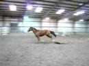 My horse runnin around like a crazy man! My horse runnin around like a crazy man!