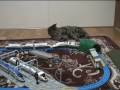 猫ちゃんと新幹線
