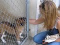 God Help The Outcast - Shelter Animals
