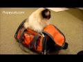 Ragdoll Cat in Sherpa Airline Pet Carrier - ねこ - ラグドール - Floppycats