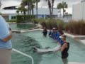 Dolphin Harbor Experience: Miami Seaquarium June 5th 2009