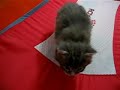Brazilian Maine Coon Kittens with the mother dinning