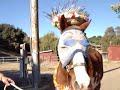 horse dresses like beach bum horse dresses like beach bum