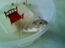 Prison break - Hamster version(Hamster break)