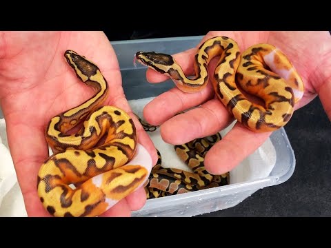 YouTube reptile video