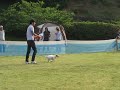 Click here to watch this video Ｋ９ 神戸市立農業公園 ルイス スモールドッグ決勝☆ 2011/05/15