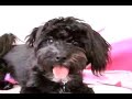 Cute Morkie puppy brother and sister meet for first time!!!!!!