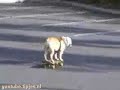 YouTube humor hond skateboard dog skateboard YouTube humor hond skateboard dog skateboard