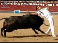 arte sin montera (recortes, quiebros y saltos.) toros vacas