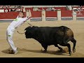 arte sin montera (recortes, quiebros y saltos.) toros vacas