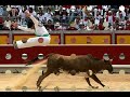 arte sin montera (recortes, quiebros y saltos.) toros vacas
