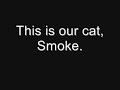 funny cute crazy kitten