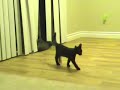 Funny Cute Crazy Kitten