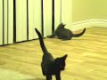 funny cute crazy kitten