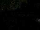 Long hedgehog vid