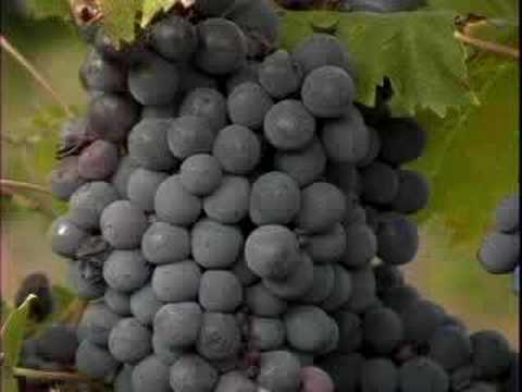 Tasting in Tuscany