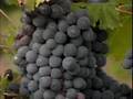Tasting in Tuscany