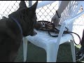 Moki - ADOPTED!