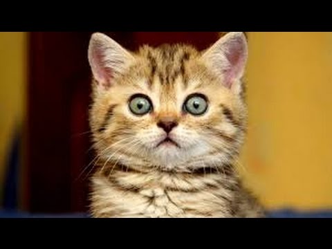 Can Cat Poop Fight Cancer?