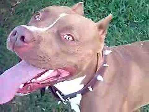 red nose pitbull