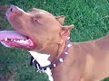 Rednose pitbull