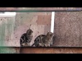 Armenian Cat House. Армянский кошкин дом.