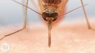 Vídeo em 4K revela como é a picada de mosquito