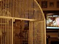 Talking african gray