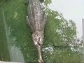 Gharial (Gavial) Crocodile and Turtles