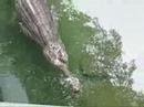 Gharial (Gavial) Crocodile and Turtles