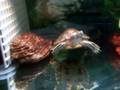 Red Ear Slider Eating A Fish