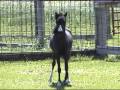 YouTube - CenturyFarmsMazaratti.mov