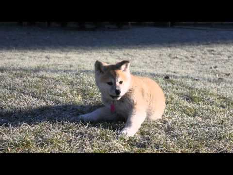 japenese akita