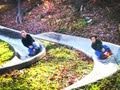 Alpine Slide Race
