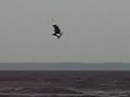 Kite High jump Doggen Halmstad Sam Hansson 080330 - Thumb #3